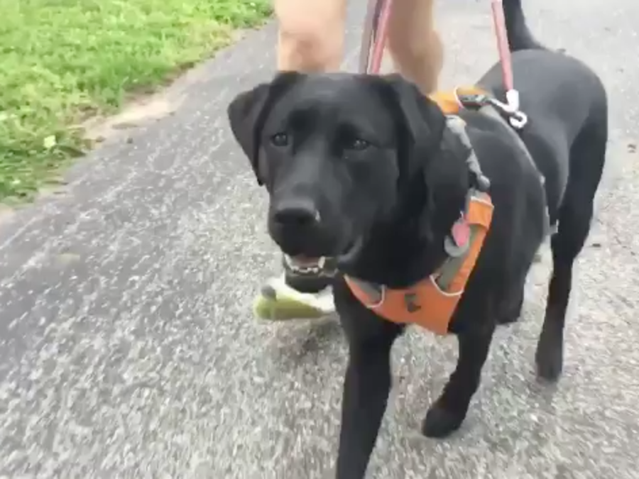 Meet one of the first guide dogs specifically trained for runners 41 Action News